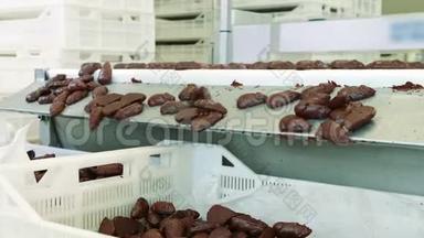 糖果厂。 巧克力糖果躺在传送带上。